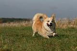 CORGI PEMBROKE 1159